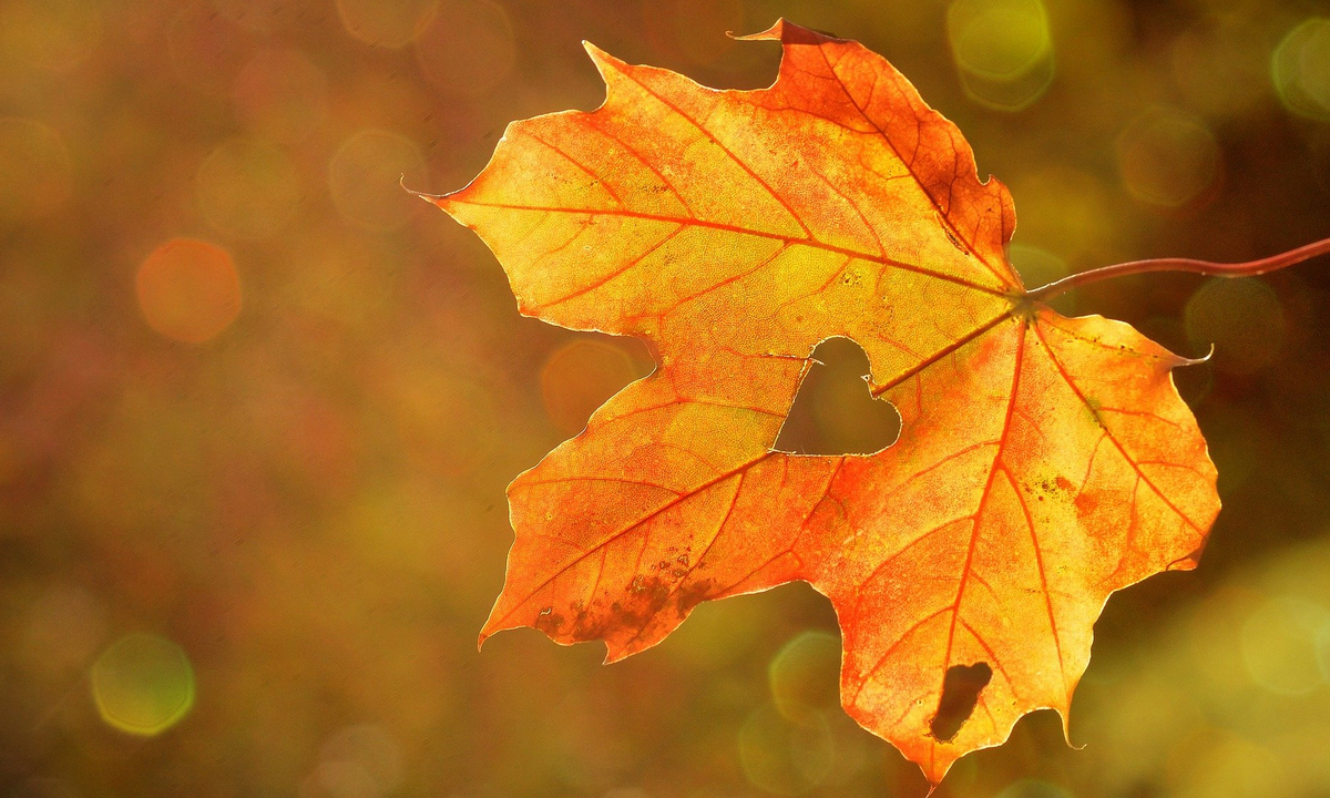 Foglia d'autunno