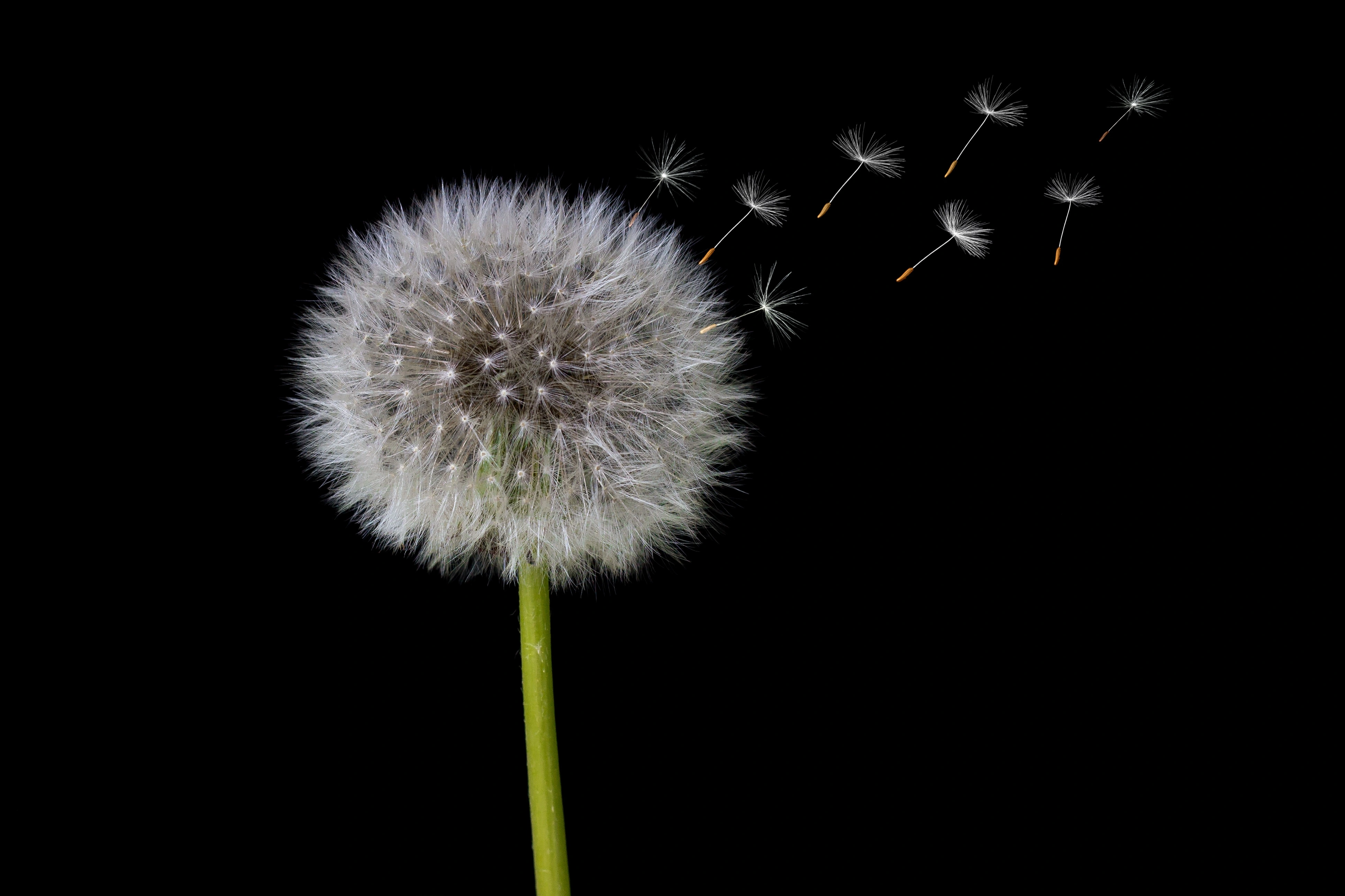 PSICOLOGA PSICOTERAPEUTA