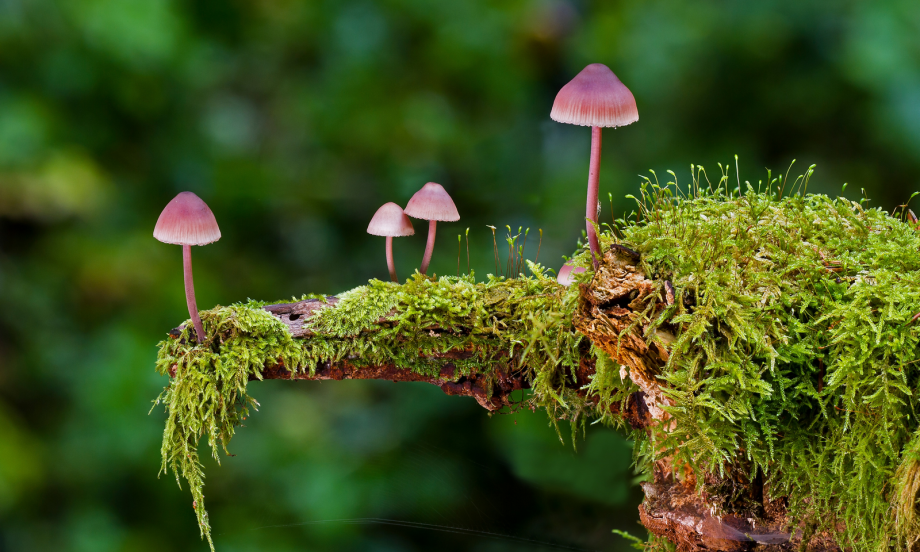 Resilienza, le risposte sono dentro di te